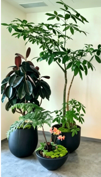 海曙花卉租赁费用-北仑花木租赁市场-奉化室内绿植出租推荐-镇海花卉租摆活动